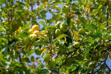 Elmalar. Aslında, ağaçlar yeşil elmalarla, sarı benekli armutlarla ve yaban elmalarıyla, pembe ve altınla kaplıdır.