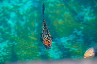 Koi sazan balığının büyüleyici güzelliğini tecrübe et. Sınırların ortadan kalktığı bir dünyaya adım at. Bu olağanüstü manzarada huzur ve sükunet bul..