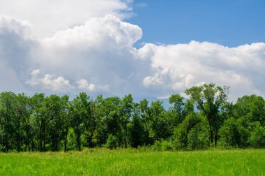 Doğanın Hünkâr 'ı Arasındaki Huzurlu İnziva: Bu gür yeşil alanda uzun ağaçlarla süslenmiş ve başınızın üstünde kabarık bulutlarla süslenmiş huzurlu bir gezintinin tadını çıkarın. Doğa Kaçış Huzuru Titreşimleri