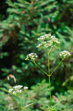 Anthriscus sylvestris, inek maydanozu, yaban kadife maydanozu, yaban gagalı maydanoz, Kraliçe Anne 'in danteli ya da kek olarak bilinir..