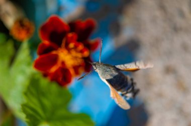 Beautiful photograph of a hawk moth on a vibrant flower Captures the stunning colors and delicate nature of the creature. Representation of the beauty of nature in focus