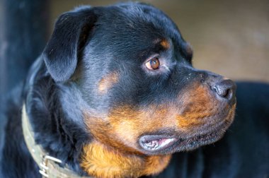 İdeal köpek arkadaşınızı keşfedin. Kürklü arkadaşlıkta en iyi deneyimi yaşayın. Rahat ve stil seviyesini deneyimleyin..