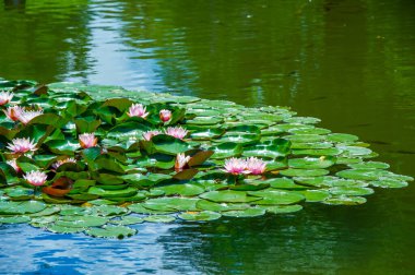 Lotus. Nelumbo. Nymphaeaceae. Nilüfer çiçeği. Huzurlu suların arasında, nilüfer çiçeğinin narin güzelliği doğanın sakin kucaklamasını yansıtır. Doğa Sevgisi Nilüfer Büyüsü