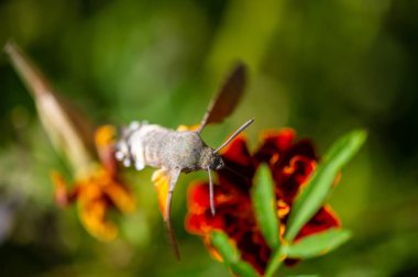 Çiçek gücü! Bu çarpıcı şahin güvesi, göz kamaştırıcı renkleri için mükemmel bir eş olan canlı bir çiçeğe nazikçe tünediği sırada sahneye çıkıyor. Doğal Odaklanma