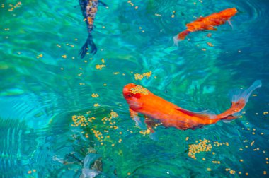 Koi sazan balığıyla sınırsız olasılıkların sihrini tecrübe et. Bu zarif yaratıkların bilinmeyen harikalarını keşfedin. Bu fotoğrafla belirsizliğin ortasında mükemmel anları yakala..