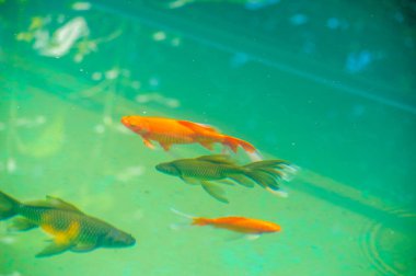 Koi sazan balığı. Bu altın yüzücülerin su tapınaklarında yüzerken incelikli zarafetlerinde teselli bul, bize iç huzuru bulmamız için ilham ver. Çabasız Dinginlik