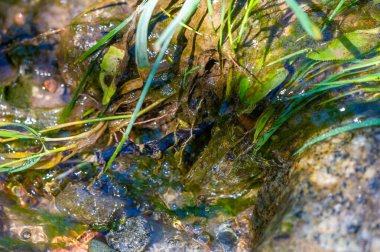 Dokunulmamış vahşi doğada bir maceraya atılmak. Bir dağ deresinde suyun ritmik dansını keşfedin. Her taşın karmaşık detaylarına hayran kaldım. Işığın parıldayan oyununa tanık olun..