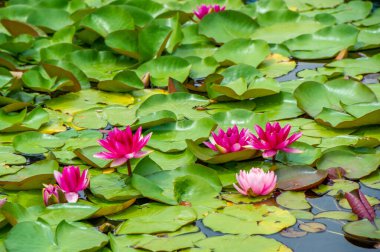 Lotus. Nelumbo. Nymphaeaceae. Nilüfer çiçeği. Huzur denizinin ortasında, zarif nilüferler çiçek açar, huzur ve güzellik arayan ruhlara romantik bir sığınak sunar. Büyülü Su Romantizmi Çiçek Açtı