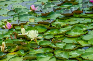 Su Bahçesi 'nin sırları su zambaklarının hüküm sürdüğü gizli mabedi ziyaret etti ve bu su harikasının büyüleyici dünyasına bir göz attı. Onların gizli derinliklerini keşfet..