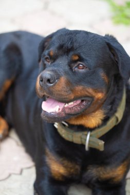 Korkusuz ve otoriter gardiyan sessizce güç hissi yayar Rottweiler yaşamının özünü somutlaştırır.
