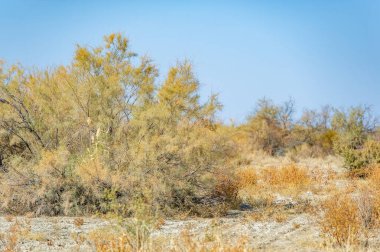Sonbahar, Steppe. Çayırlar. Gezgin ihtirası alarmı! Altın çöl bozkırlarının arasından geçen mükemmel bir toprak yol Sonbahar Vibes Yolu Hedefleri
