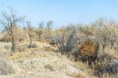 Sonbahar, Steppe. Çayırlar. Yalnız bir nöbetçi, sonsuz sonbahar bozkırları arasında gururla durur. Sabır ve sükunetin etkileyici bir kanıtı. Doğanın Zarafeti