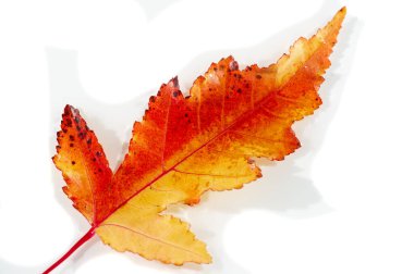 Maple Acer ginnala 'nın sonbahar yaprağı, sonbaharda güzel kırmızı ve turuncu renkler. Genelde Kuzey Amerika ve Asya 'da bulunur. Gücü, dayanıklılığı ve değişimi simgeler..