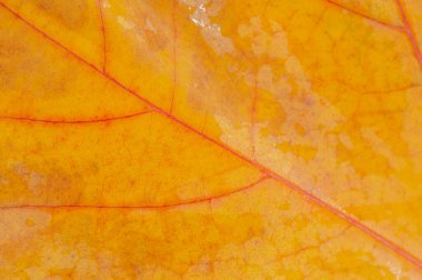 Arka plan için akçaağaç yapraklarının güzel sonbahar dokusu. Akçaağaç yapraklarının fevkalade detaylarıyla yakın çekim makro görüntüleri. Sonbahar temalı tasarımlar veya projeler için ideal. Sıcaklık ve rahatlık hissi yarat