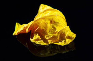 Çayda ya da pişirmede kullanılmak üzere geniş canlı amber yaprağı. Bir yemeğe eşsiz bir tat ve renk vermek için ideal. Antioksidan ve vitamin açısından zengin. Ev yapımı bitkisel çay yapmak için ideal..