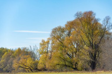 Sel baskını sahasında sonbaharın güzelliğinin tadını çıkar. Suya yansıyan sarı ağaçların canlı renklerinin tadını çıkar. Sonbahar fotoğrafları ve doğa yürüyüşleri için ideal bir yer..