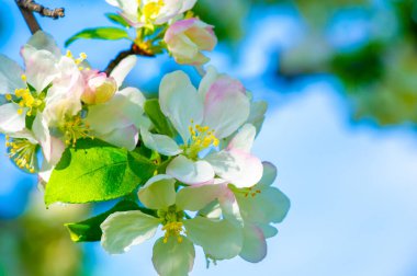 Güçlü elma dallarının arka planında narin çiçeklerin güzel kontrastı. Doğanın enfes güzelliği. Görülmeye değer bir gösteri. Doğanın harikalarının bir hatırlatıcısı..