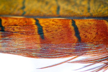 Tüylü sülünün cazibesini hisset. Kendinizi canlı renklerle ve pürüzsüz kıvrımlarla dolu bir dünyaya daldırın. Bırak hayal gücün bu mükemmel parçayla vahşileşsin..