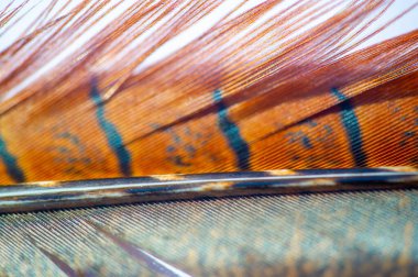 Sülün tüylerinin parlak ve canlı renkleri. Doğanın ustalığını gösteren karmaşık ve büyüleyici tasarımlar. Tabiat ananın yarattıklarının güzelliğine çarpıcı bir övgü..