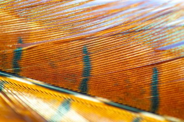 Şu sülün tüyünün zarafetine ve zarafetine bakın! Dünyadışı güzelliği bize doğal krallığın sayısız harikalarını hatırlatıyor. Bu büyüleyici tren hayal gücüne ilham versin.!