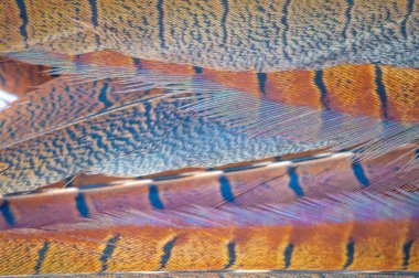 Sülün tüylerinin ince ayrıntılarından esinlenilmiş güzel bir koleksiyon. Her parça doğada bulunan karmaşık desenleri ve renkleri gösteriyor. Özenle hazırlanmış.,