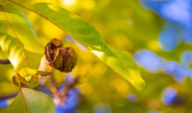 Bir cevizin sonbahar yaprakları. Bu gerçek bir sonbahar günü değil mi? Hayatı ve doğayı uyumlu hale getiren benim sevdiğim sakin melankoli..