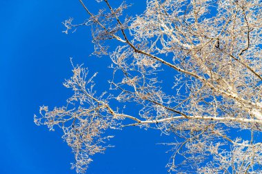 Buzla kaplı ağaçlarla büyülü bir dünyaya dalmak. Işıl ışıl, donuk bir elbiseyle süslenmiş bir salkım ağacı. Doğadan şık, modaya uygun bir görünüş Frosty Zarafetinin kış büyüsü.