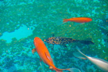 Koi sazan balığının açıklanamaz güzelliğini tecrübe et. Kendini sınırların kaybolduğu büyüleyici bir sahneye daldır. Bu olağanüstü güzellik gösterisinde huzur ve sükunet bul..