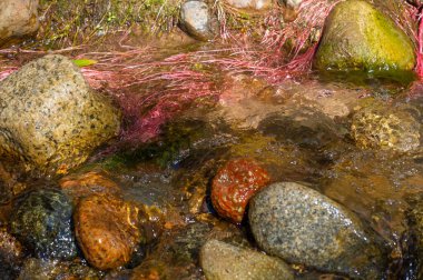 Dağdaki bir derede ağaç kökleri. Pembe Cennet: Nehrin yumuşak akışı altında pembe kökleri sallanan büyüleyici bir sualtı cennetine dalın.,