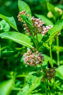 Asclepias syriaca, yaygın spurge, kelebek çiçeği, ipek böceği, doğanın hassas başyapıtı! Parlak yeşil bir bitkinin üzerinde açan bu beyaz çiçeğin güzelliğine hayranım. Muhteşem Çiçek Kontrastı
