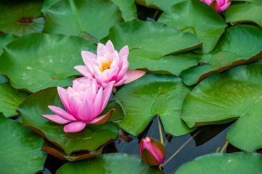 Doğanın Zarif Başyapıtı, doğanın saf güzelliğini yansıtan canlı renkleri ve büyüleyici nilüferlerin inceliğini gözler önüne seriyor. Kendini onların çiçekli sükunetine bırak.