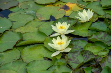 Bu büyüleyici nilüferler, sakin sularda narin yapraklarıyla narin bir cennet yaratırlar. Gürültüden barışçıl bir şekilde uzaklaşmak için mükemmel bir yer..