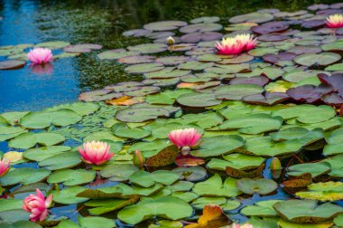 Lotus. Nelumbo. Nymphaeaceae. Nilüfer çiçeği. Çiçek açan sükunet: parlak su zambakları göletin sakin yüzeyini süsler.