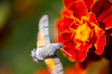 Renkli bir çiçeğin üzerine tünemiş vurucu bir şahin güvesi. Doğal Odaklanma, çarpıcı fotoğrafçılık yoluyla doğanın güzelliğini gözler önüne seriyor. İnce detaylar ve canlı renkler