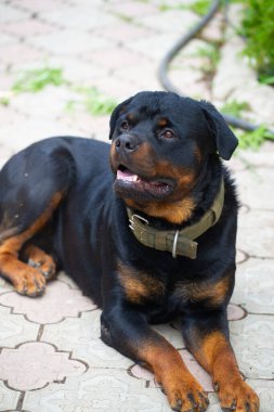 Korkusuz ve otoriter gardiyan sessizce güç hissi yayar Rottweiler yaşamının özünü somutlaştırır.