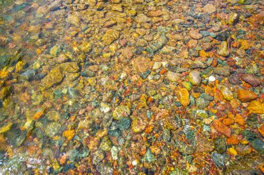 Renkli taşları olan güzel sualtı manzaraları. Huzurlu ve huzurlu bir dağ nehri manzarası. Doğanın güzelliği en küçük ayrıntısına kadar yankılanıyor..