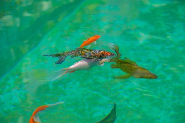 Koi sazan balığının büyüleyici güzelliğini büyüleyici bir sahnede tecrübe edin. Zihninin başıboş dolaşmasına ve tanımlanmamış sınırlar içinde huzur bulmasına izin ver. Sıradanlığın ötesindeki sınırsız güzelliği keşfet..