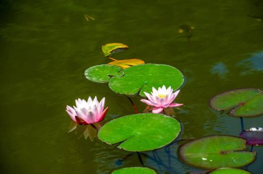 Lotus. Nelumbo. Nymphaeaceae. Nilüfer çiçeği. Lotus gibi biz de zorluklarda güç bulabilir ve eşsiz ve zarif niteliklerimizi kullanarak hayatın zorluklarının üstesinden gelebiliriz. Gerçek güzelliğini serbest bırak.