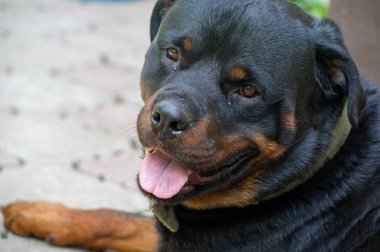 Korkusuz ve otoriter gardiyan sessizce güç hissi yayar Rottweiler yaşamının özünü somutlaştırır.