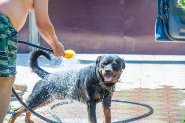 Bu Rottweiler sadık ve güvenilir. Her aile ya da birey için ideal bir arkadaş koşulsuz sevgi ve dostluk sağlar. İnsanın en iyi dostu kelimesinin gerçek anlamını gösteren bir örnek..