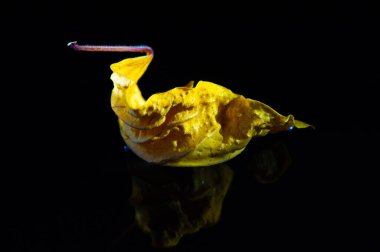 Dekoratif amaçlar için parlak kuru amber yaprağı. Siyah arkaplanlı renk karşıtlığı. Herhangi bir kompozisyona doğal ve benzersiz bir ekleme.