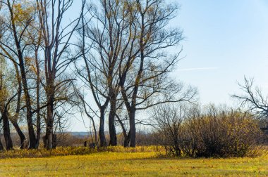 Nehrin taşkın ovasındaki sarı ağaçların güzelliğinin tadını çıkar. Sonbaharın sakinleştirici atmosferine dalın. Nehir boyunca bir yürüyüş yap ve sonbahar renklerinin tadını çıkar..