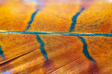 Sülün tüyü, parlak ve canlı renkli tüyler. Doğanın ustalığını gösteren karmaşık desenler. Tabiat ananın yarattıklarının güzelliğine çarpıcı bir övgü..