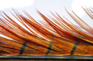 Sülün tüyünün güzelliğiyle doğanın cazibesini hisset. Sülün tüyünün büyüleyici cazibesiyle merakını serbest bırak. Doğanın krallığı senin mekanında canlansın.