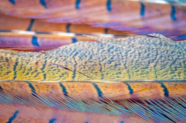 Doğanın güzelliğini Tüy İnceliği ile tecrübe et. Göz kamaştırıcı sülün tüyleri zarif başyapıtlara dönüştü. Her tüy özenle seçilir ve ona eşsiz bir görünüm kazandırmak için elde yapılır..