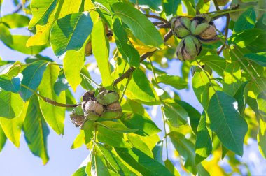 Ağaçtaki cevizler sonbaharda olgunlaşır. Bizans döneminde ceviz, 