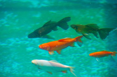 Koi sazan balığının cazibesini doğal ortamlarında yaşayın. Kendini sınırların kaybolduğu büyüleyici bir sahneye daldır. İç huzuru ve sükuneti bu karmaşık deneyimle bul..