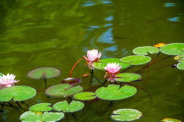 Lotus. Nelumbo. Nymphaeaceae. Nilüfer çiçeği. Lotus gibi biz de zorluklarda güç bulabilir ve eşsiz ve zarif niteliklerimizi kullanarak hayatın zorluklarının üstesinden gelebiliriz. Gerçek güzelliğini serbest bırak.