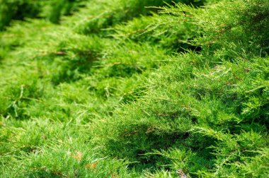 Juniperus pfitzeriana 'nın cazibesini keşfedin: bu zarif ağacın ince dalları ve yemyeşil yaprakları güzellik ve huzurun uyumlu bir kombinasyonunu oluşturur. Doğa Sevgisi