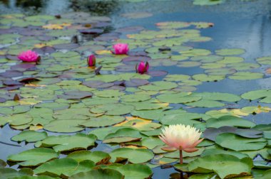 Lotus. Nelumbo. Nymphaeaceae. Nilüfer çiçeği. Nazik bir dans: Bir göletin sakin yüzeyinde zarif bir su zambağı pirueti.